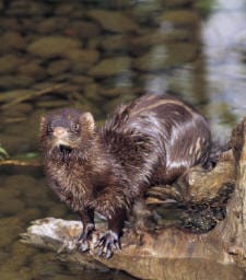 Mink