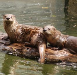 River Otters